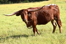 Brazos Marsissa 25/21