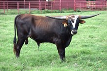 Brazos Maverick 83/23