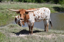 Brazos Maya 103/22