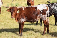 Brazos Maye 42/22
