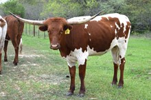Brazos Meiomi 81/20