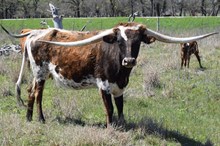 Brazos Miss Behavin' 