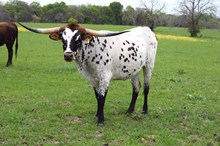 Brazos Moira 72/21