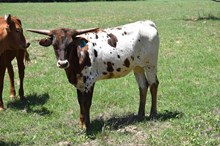 Brazos Queen 27/24