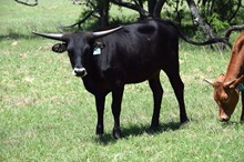 Brazos Raena 28/24