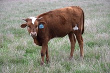 Brazos Jazzy 103/24