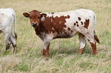 Brazos Tootsie 108/21