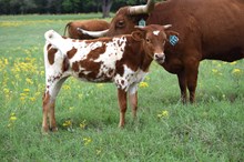 Brazos Ivy 115/24