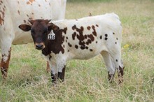 Brazos Snookie 116/21