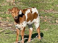Brazos Bambi 12/25