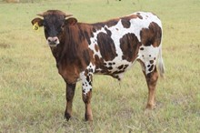 Brazos Ben Milam 19/20