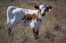 Brazos Bessie 19/25