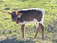 Brazos Agnes 2/25