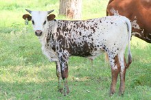 Auze's Toro