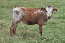 Brazos Royal Pearl 24/21