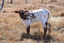 Brazos Chryl 31/25