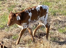 Brazos Janie 32/25