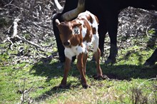 Brazos Ginger 36/25