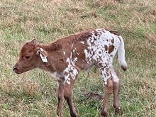 Brazos Jolene 44/25