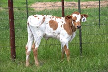 Brazos Galina 48/25