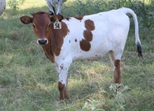 Brazos Bessie 54/1
