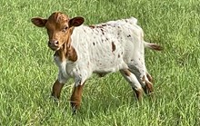 Brazos Delilah 61/25
