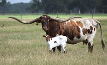 Brazos Hannah 64/25