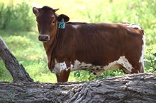 Brazos Marlie 65/24