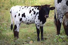 Brazos Millie 74/24