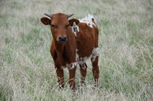 Brazos Bessie 81/21