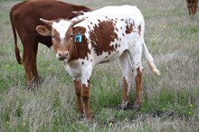 Brazos Toots 81/24