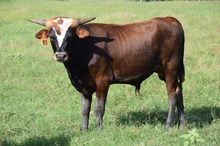 Brazos Maverick 83/23