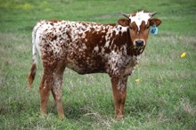 Brazos Sweetheart 87/24