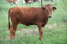 Brazos Toots 89/23