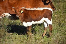 Brazos Amber 9/22