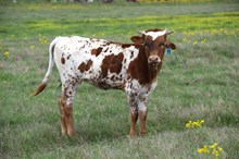Brazos Malala 93/24