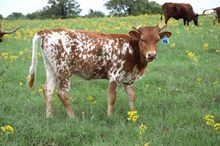 Brazos Gale 94/24