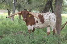 Brazos Rose Jackie 682