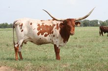 Brazos Rose Red Lady 227