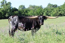 Brazos Rosie 36/22