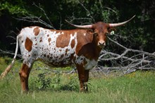 Brazos Royal Spice 66/22