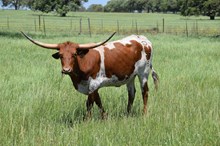 Brazos Saffron 35/23