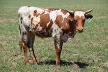 Brazos Savanna 25/24