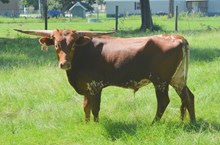 Brazos Star 542