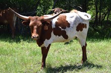 Brazos Stella 122/23