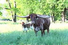 Brazos Sunshine 49/22