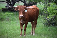 Brazos Suzie 2/24