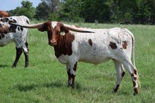 Brazos Tera 43/22