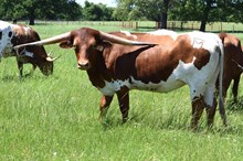 Brazos Xena 1/23