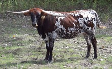 Brazos Zoey 47/21